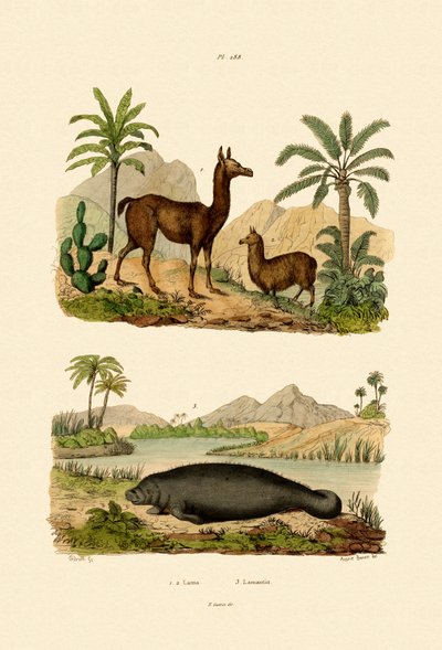 骆驼，1833-39 作者 法语学校
